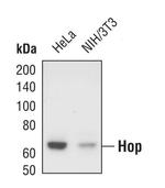 STIP1 Polyclonal Antibody