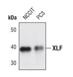 XLF Polyclonal Antibody