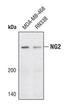 NG2 Antibody in Western Blot (WB)