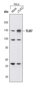 TLR7 Antibody in Western Blot (WB)