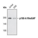 GRF-1 Polyclonal Antibody