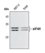 eIF4H Antibody in Western Blot (WB)