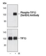 Phospho-TRIM28 (Ser824) Polyclonal Antibody