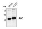 APE1 Antibody in Western Blot (WB)