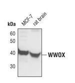 WWOX Polyclonal Antibody