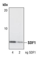CXCL12 Polyclonal Antibody