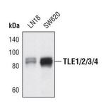 TLE Pan Polyclonal Antibody