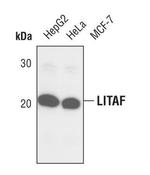 LITAF Polyclonal Antibody