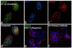 CDCP1 Antibody