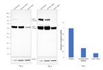 CDCP1 Antibody in Western Blot (WB)