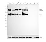CDCP1 Antibody in Western Blot (WB)