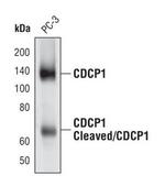 CDCP1 Antibody in Western Blot (WB)