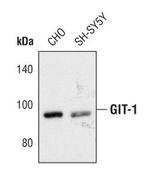 GIT1 Polyclonal Antibody