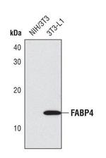 FABP4 Antibody in Western Blot (WB)