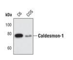 Caldesmon Antibody in Western Blot (WB)