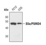 PSMD4 Polyclonal Antibody