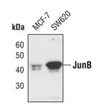 JunB Antibody in Western Blot (WB)