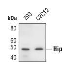 HIP Polyclonal Antibody