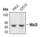 MST3 Polyclonal Antibody