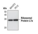 RPL7A Antibody in Western Blot (WB)