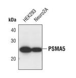 PSMA5 Antibody in Western Blot (WB)