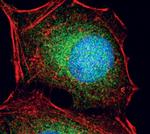 OXSR1 Antibody in Immunocytochemistry (ICC/IF)