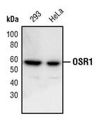 OXSR1 Antibody in Western Blot (WB)