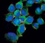 IRF5 Antibody in Immunocytochemistry (ICC/IF)