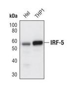 IRF5 Antibody in Western Blot (WB)