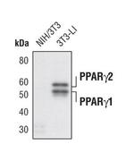 PPAR-gamma Antibody in Western Blot (WB)