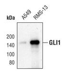 GLI1 Polyclonal Antibody