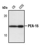 PEA15 Polyclonal Antibody