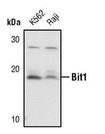 Bit1 Polyclonal Antibody