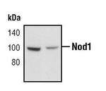 NOD1 Polyclonal Antibody
