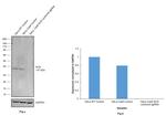 SCD Antibody in Western Blot (WB)