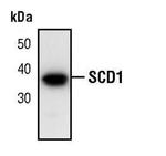 SCD Antibody in Western Blot (WB)