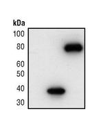 Glu-Glu Tag Polyclonal Antibody
