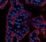 STK39 Antibody in Immunocytochemistry (ICC/IF)