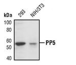 PP5 Polyclonal Antibody