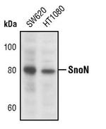 SnoN Antibody in Western Blot (WB)