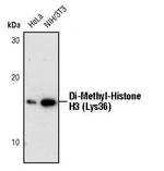 H3K36me2 Antibody in Western Blot (WB)