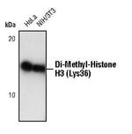 H3K36me2 Antibody in Western Blot (WB)