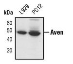 AVEN Antibody in Western Blot (WB)