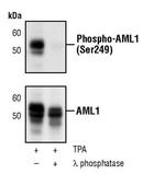 Phospho-RUNX1 (Ser249) Antibody in Western Blot (WB)
