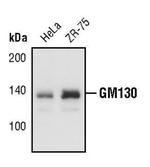 GM130 Antibody in Western Blot (WB)