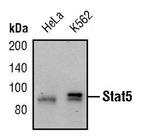 STAT5 alpha/beta Antibody in Western Blot (WB)
