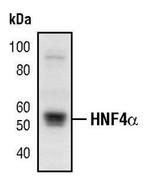 HNF4A Antibody in Western Blot (WB)