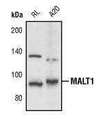 MALT1 Antibody in Western Blot (WB)
