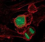 Phospho-Histone H3 (Thr11) Antibody in Immunocytochemistry (ICC/IF)