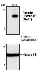 Phospho-Histone H3 (Thr11) Antibody in Western Blot (WB)